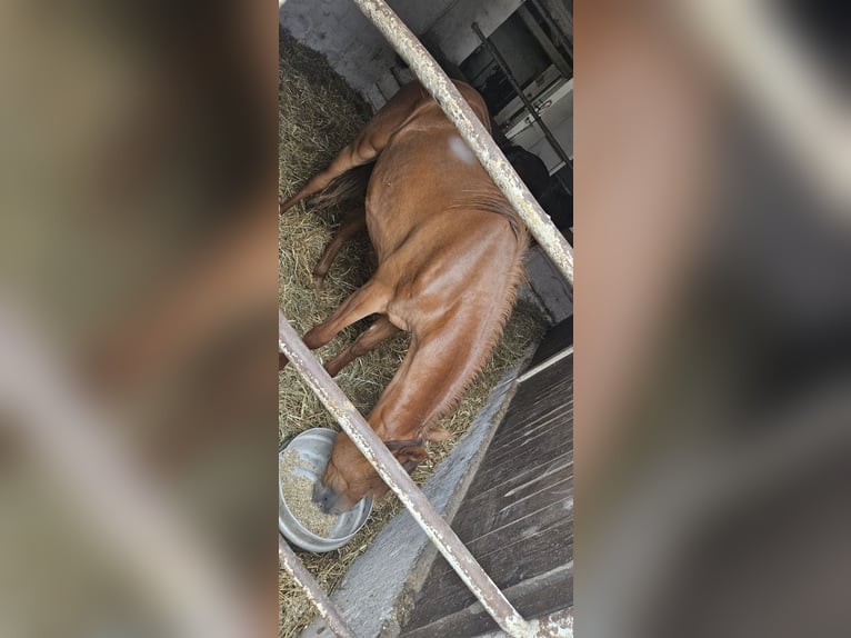 Arabisches Partbred Stute 1 Jahr 153 cm Fuchs in Obersimten