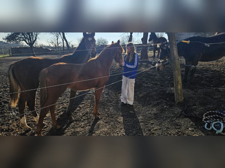 Arabisches Partbred Stute 1 Jahr 153 cm Fuchs in Obersimten