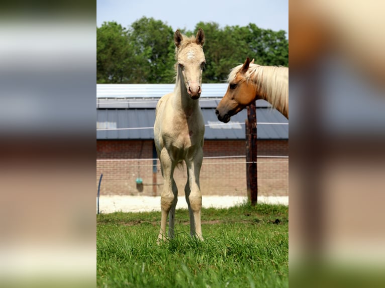 Arabisches Partbred Stute 1 Jahr 155 cm Perlino in Wapse
