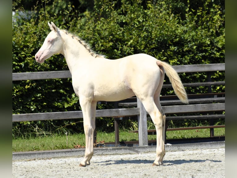 Arabisches Partbred Stute 1 Jahr 155 cm Perlino in Wapse