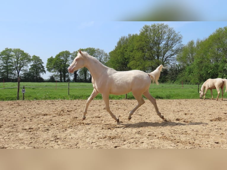 Arabisches Partbred Stute 1 Jahr 155 cm Perlino in Wapse