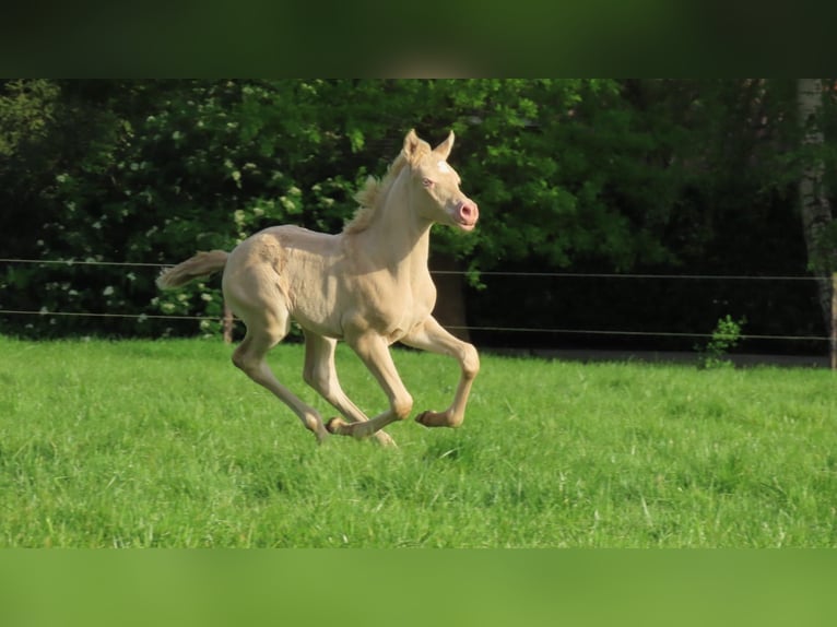 Arabisches Partbred Stute 1 Jahr 155 cm Perlino in Wapse