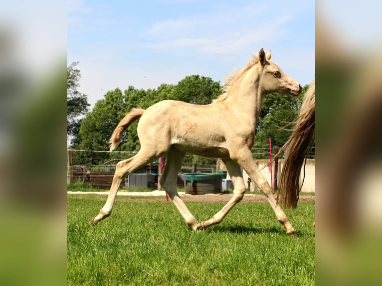 Arabisches Partbred Stute 1 Jahr 155 cm Perlino in Wapse
