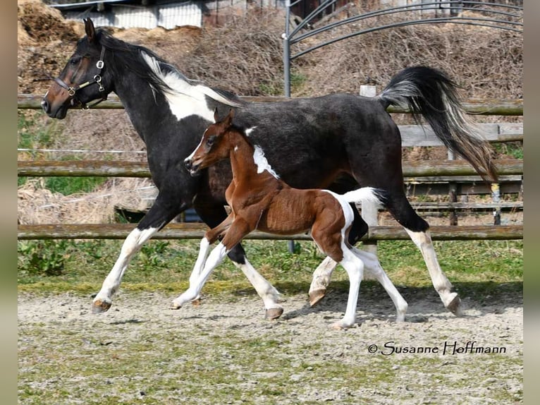 Arabisches Partbred Stute 1 Jahr 155 cm Tobiano-alle-Farben in Mörsdorf