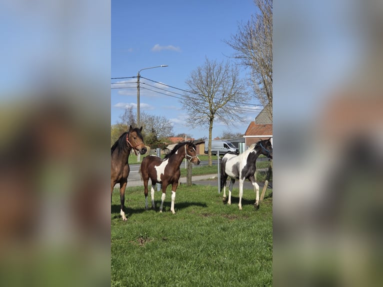 Arabisches Partbred Stute 1 Jahr 160 cm Schecke in Staden
