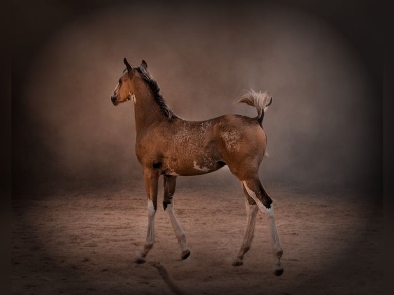 Arabisches Partbred Stute 1 Jahr 164 cm Schecke in Bócsa