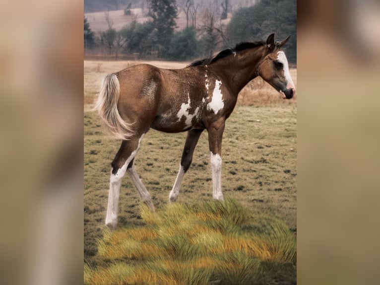 Arabisches Partbred Stute 1 Jahr 164 cm Schecke in Bócsa