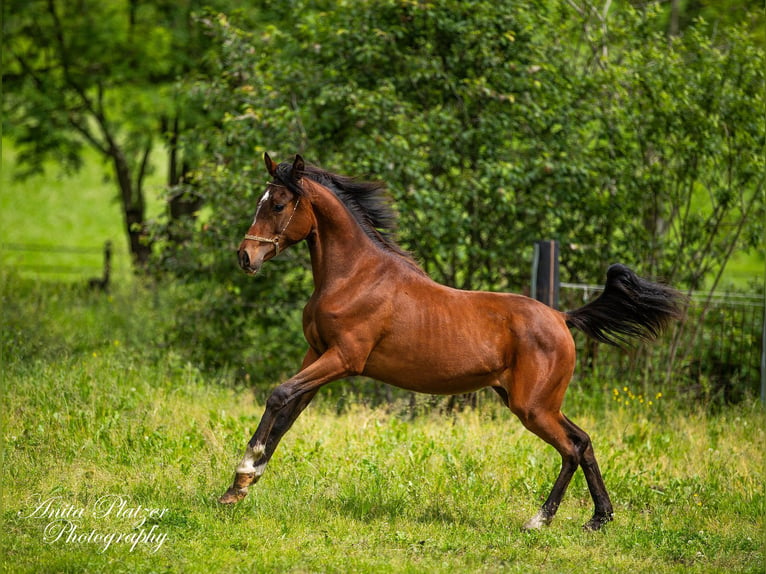 Arabisches Partbred Stute 1 Jahr in Rauris