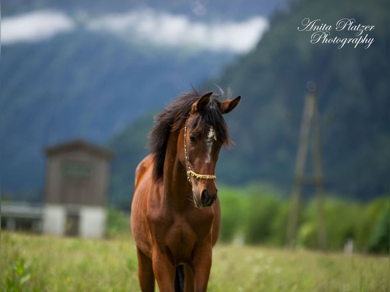 Arabisches Partbred Stute 1 Jahr in Rauris