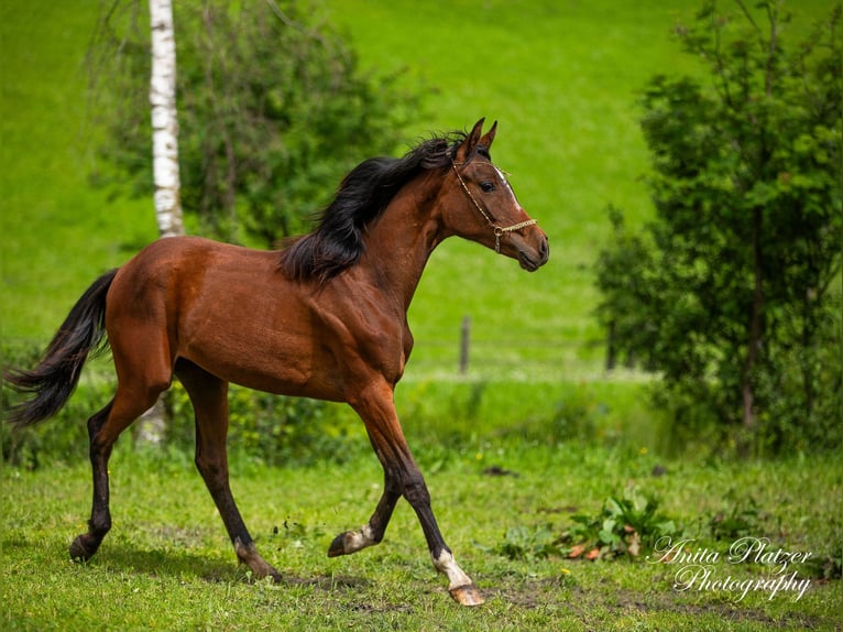 Arabisches Partbred Stute 1 Jahr in Rauris