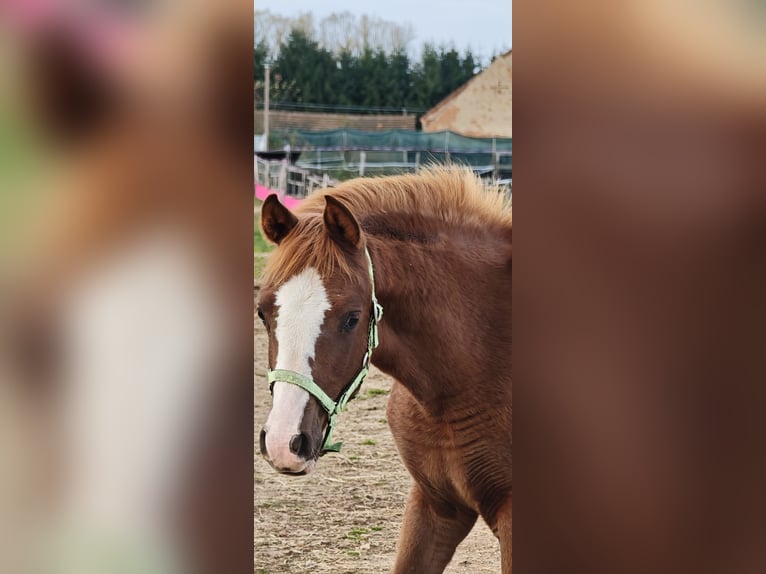 Arabisches Partbred Stute 1 Jahr Fuchs in Kladruby