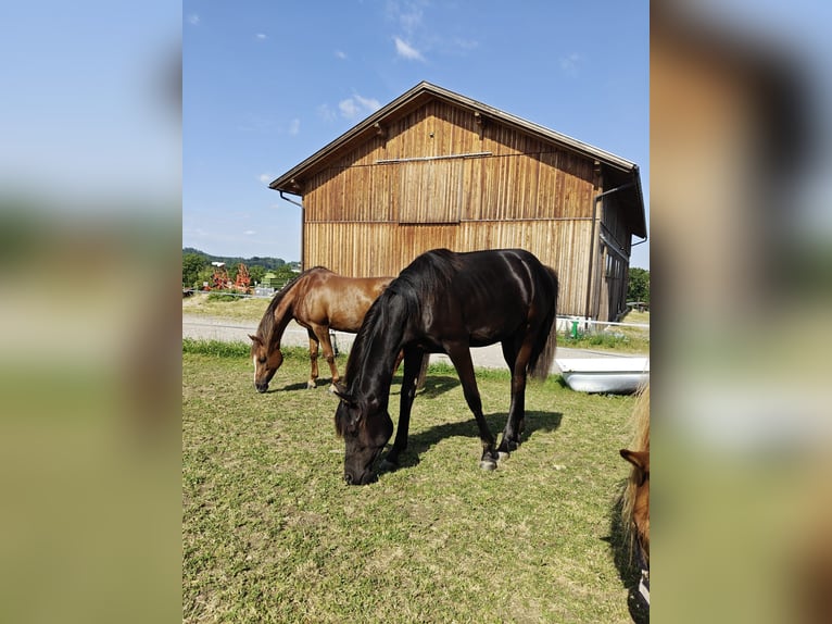 Arabisches Partbred Stute 1 Jahr Rappe in St. Georgen/Y.