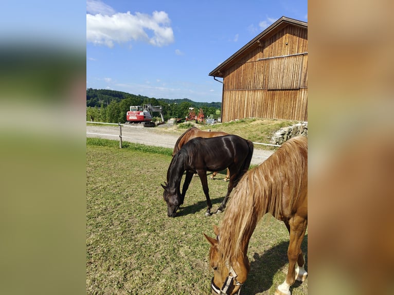 Arabisches Partbred Stute 1 Jahr Rappe in St. Georgen/Y.