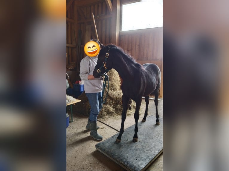 Arabisches Partbred Stute 1 Jahr Rappe in St. Georgen/Y.