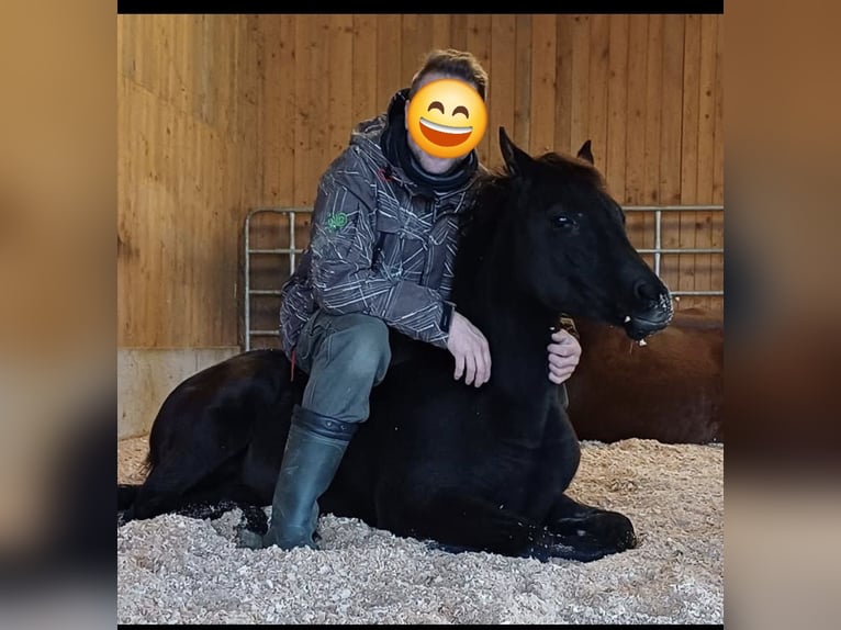 Arabisches Partbred Stute 1 Jahr Rappe in St. Georgen/Y.