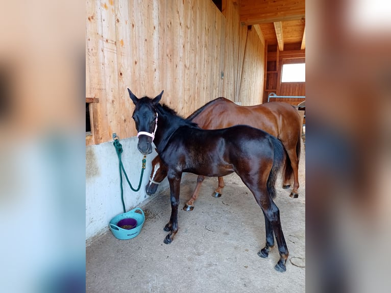 Arabisches Partbred Stute 1 Jahr Rappe in St. Georgen/Y.