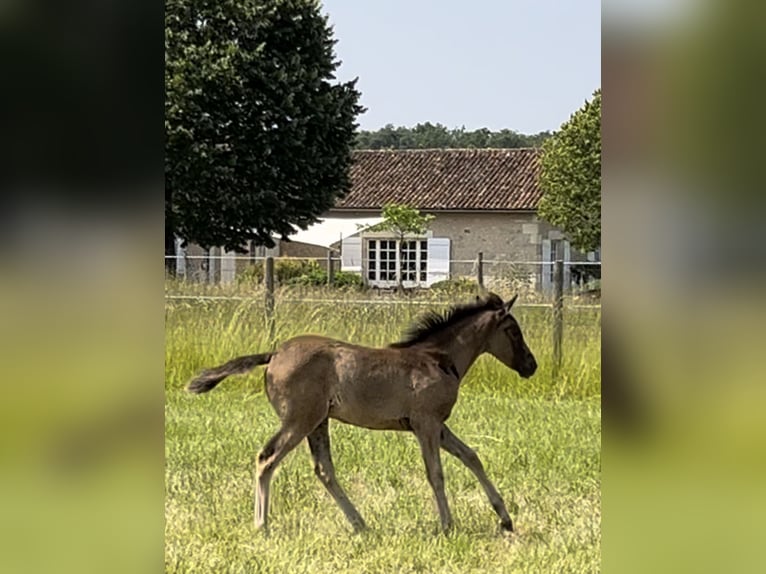 Arabisches Partbred Stute 1 Jahr Rappschimmel in VERNON