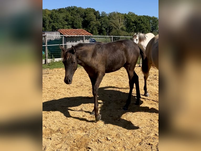 Arabisches Partbred Stute 1 Jahr Rappschimmel in VERNON