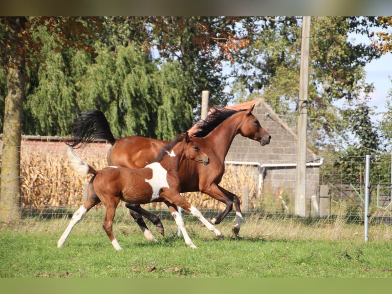 Arabisches Partbred Mix Stute 1 Jahr Schecke in Hooglede