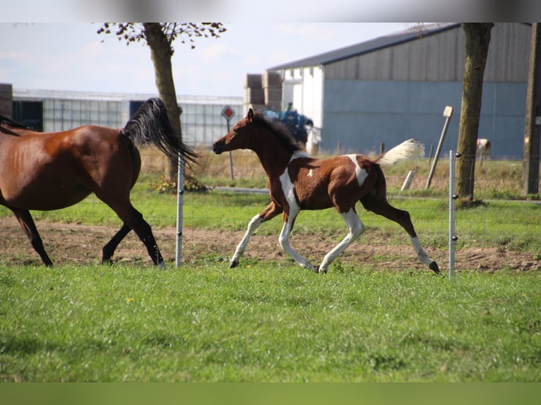 Arabisches Partbred Mix Stute 1 Jahr Schecke in Hooglede