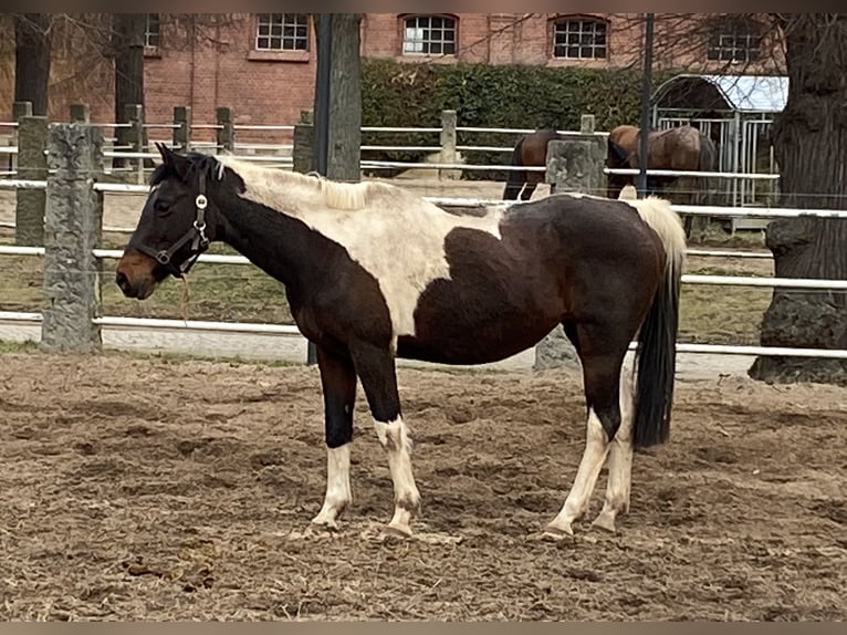 Arabisches Partbred Stute 21 Jahre 152 cm Schecke in Herzberg