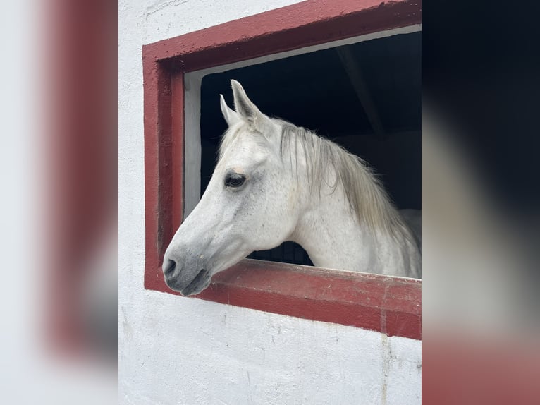 Arabisches Partbred Stute 25 Jahre 150 cm Schimmel in Lahnau