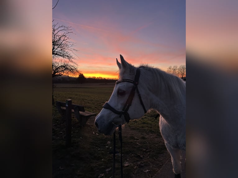 Arabisches Partbred Stute 25 Jahre 150 cm Schimmel in Lahnau