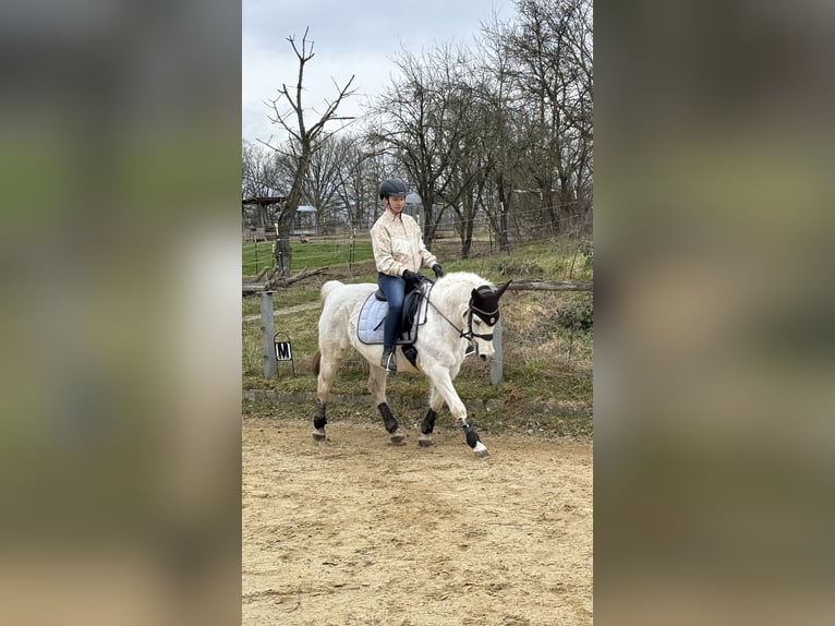 Arabisches Partbred Stute 25 Jahre 150 cm Schimmel in Lahnau