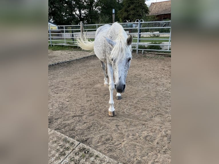 Arabisches Partbred Stute 25 Jahre 151 cm Fliegenschimmel in NittenauNittenau