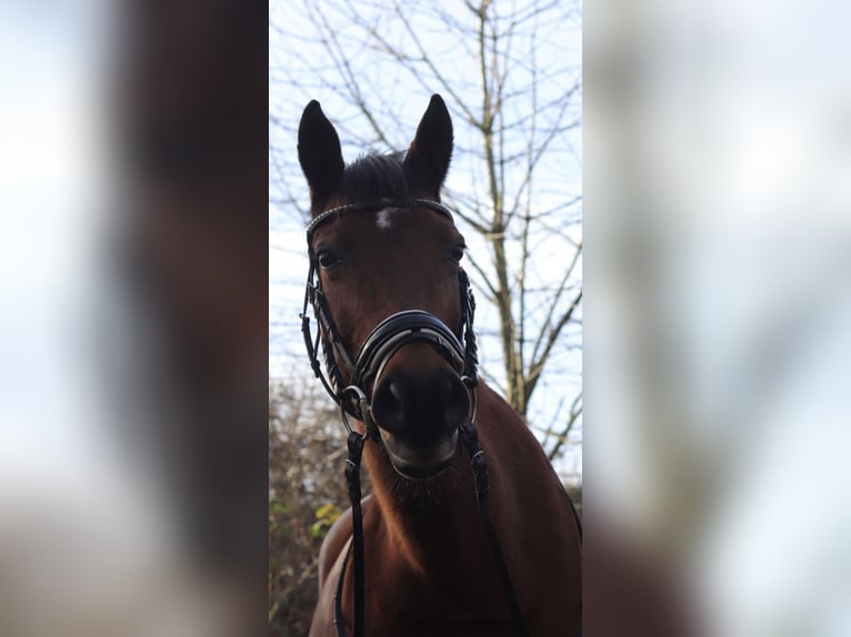 Arabisches Partbred Stute 26 Jahre 151 cm Brauner in Duisburg