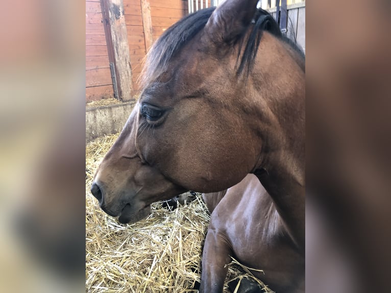 Arabisches Partbred Stute 26 Jahre 151 cm Brauner in Duisburg