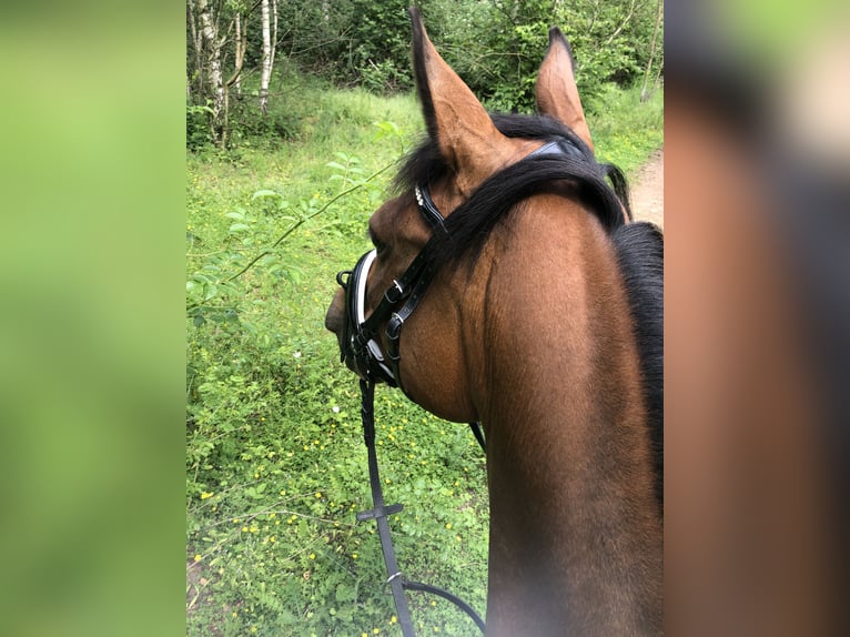 Arabisches Partbred Stute 26 Jahre 151 cm Brauner in Duisburg