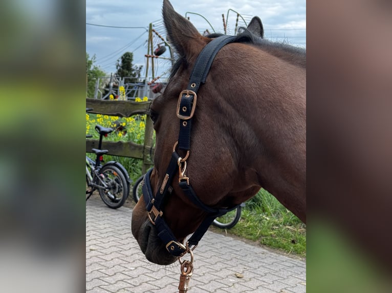Arabisches Partbred Stute 26 Jahre 151 cm Brauner in Duisburg
