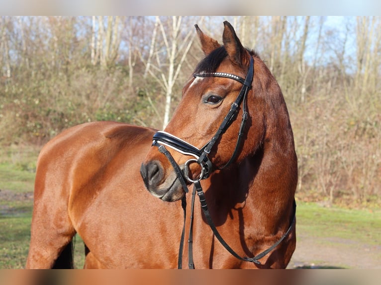 Arabisches Partbred Stute 26 Jahre 151 cm Brauner in Duisburg