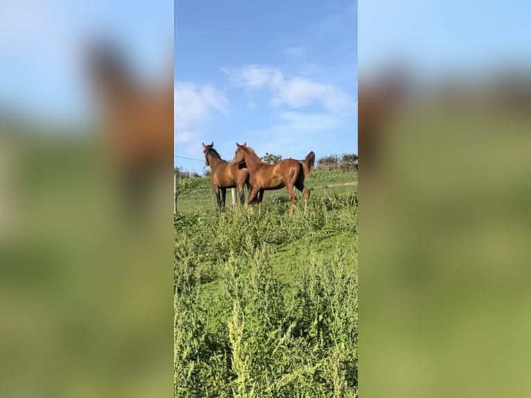 Arabisches Partbred Stute 2 Jahre 150 cm Fuchs in Saint-Julien-sur-Bibost