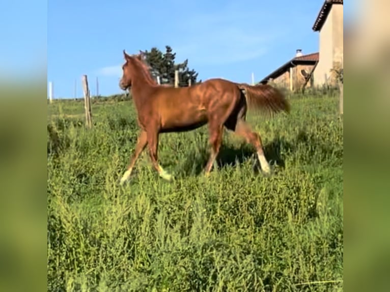 Arabisches Partbred Stute 2 Jahre 150 cm Fuchs in Saint-Julien-sur-Bibost