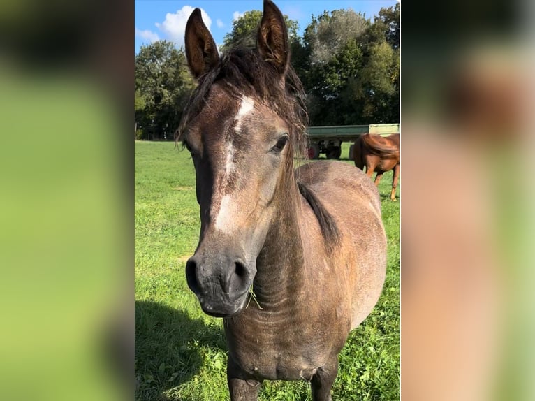 Arabisches Partbred Stute 2 Jahre 150 cm Schimmel in Sonneborn