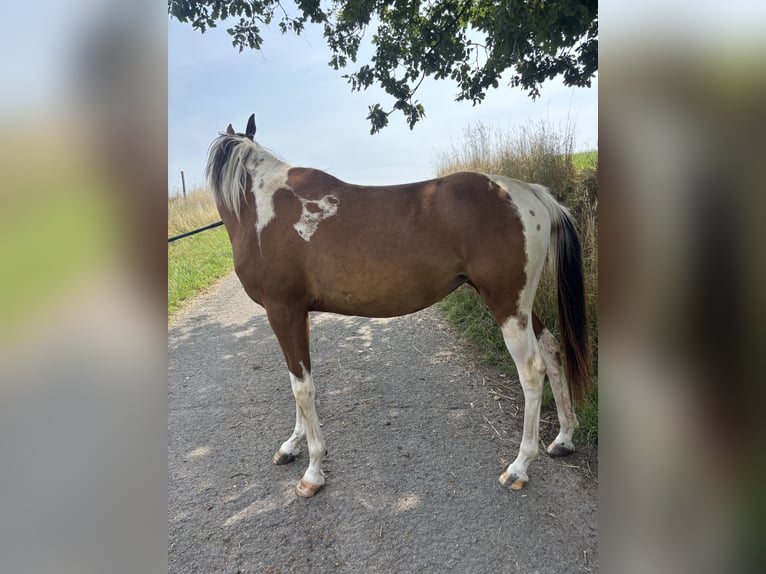 Arabisches Partbred Stute 2 Jahre 152 cm Tobiano-alle-Farben in H&#xF6;ringen