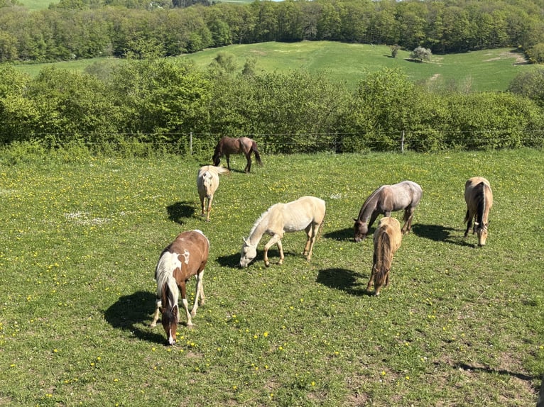 Arabisches Partbred Stute 2 Jahre 152 cm Tobiano-alle-Farben in H&#xF6;ringen