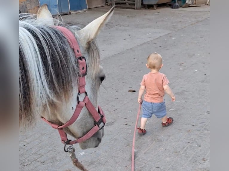 Arabisches Partbred Stute 2 Jahre 155 cm Buckskin in Düsseldorf