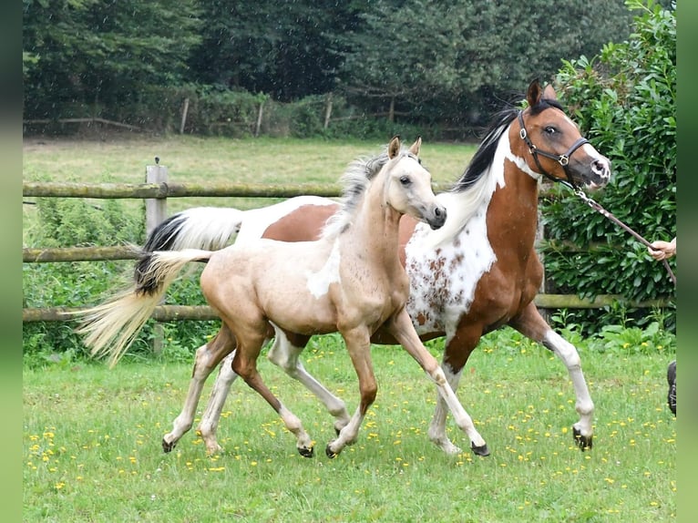 Arabisches Partbred Stute 2 Jahre 155 cm Buckskin in Düsseldorf