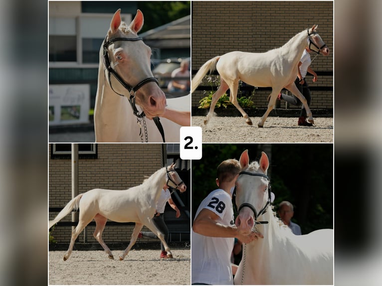 Arabisches Partbred Stute 2 Jahre 155 cm Palomino in Woudenberg