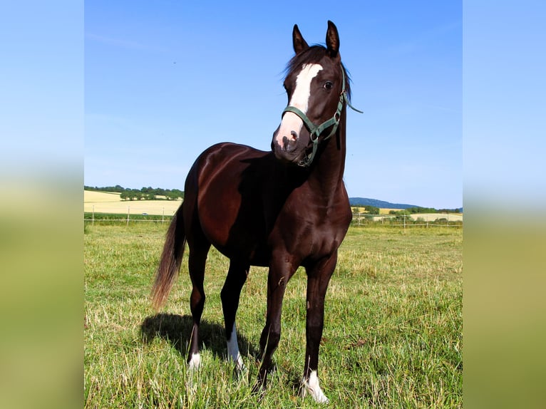 Arabisches Partbred Stute 2 Jahre 155 cm Rappe in Kehl