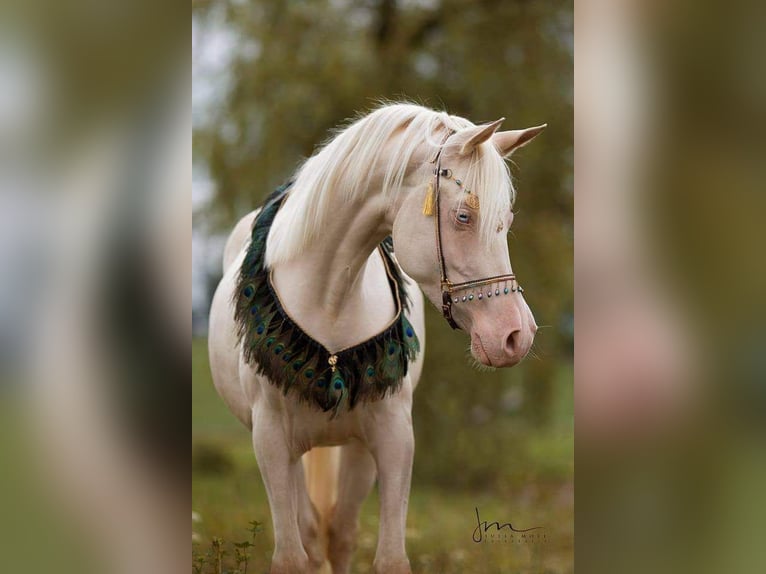 Arabisches Partbred Stute 2 Jahre 158 cm Cremello in Hagendorn