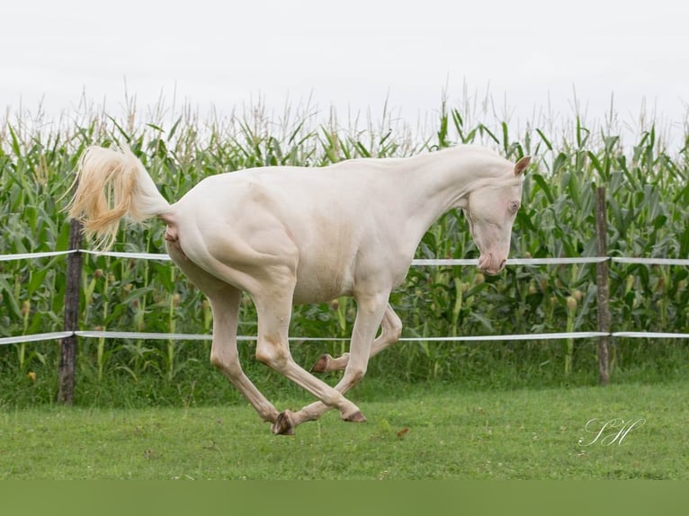 Arabisches Partbred Stute 2 Jahre 158 cm Cremello in Hagendorn