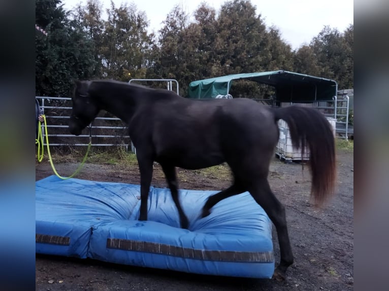 Arabisches Partbred Stute 2 Jahre 158 cm in Bad Endbach