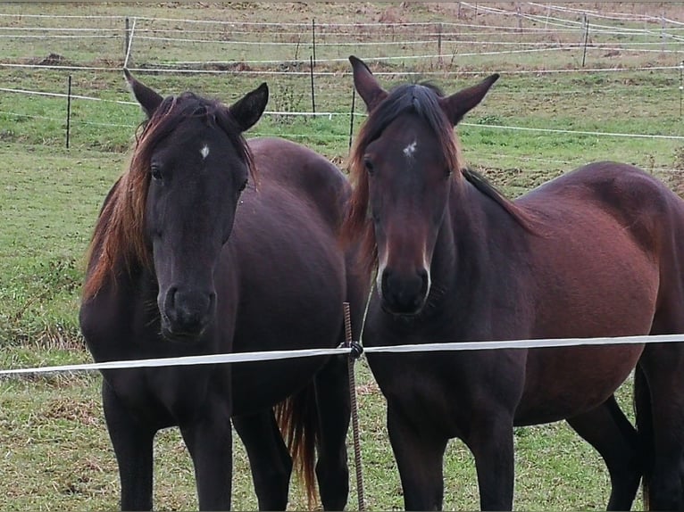 Arabisches Partbred Stute 2 Jahre 158 cm in Bad Endbach