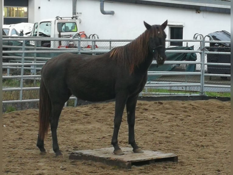 Arabisches Partbred Stute 2 Jahre 158 cm in Bad Endbach