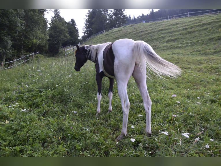 Arabisches Partbred Stute 2 Jahre 158 cm Tobiano-alle-Farben in Althofen