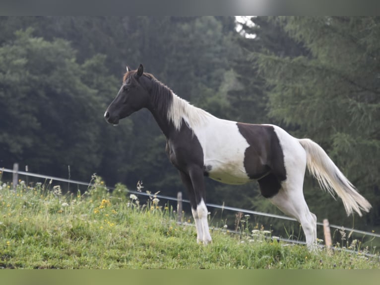 Arabisches Partbred Stute 2 Jahre 158 cm Tobiano-alle-Farben in Althofen